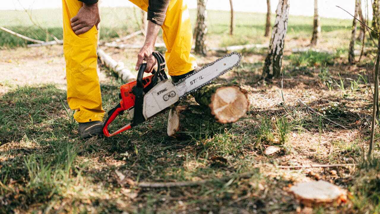 The Steps Involved in Our Tree Care Process in Hampton, TN